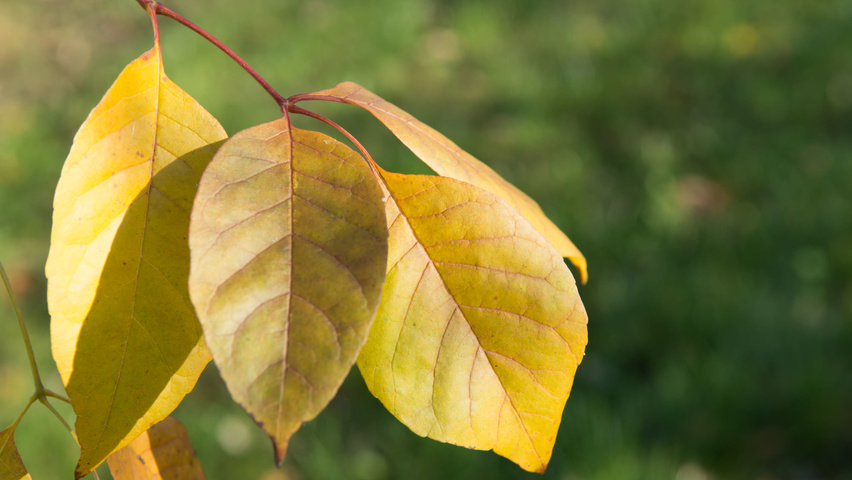 Fraxinus americana 'Skyline' herfstblad