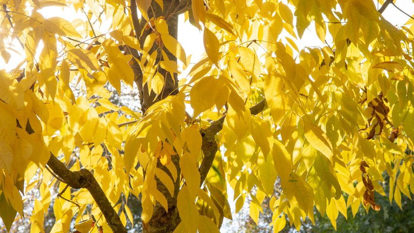 Fraxinus americana 'Skyline' herfstblad