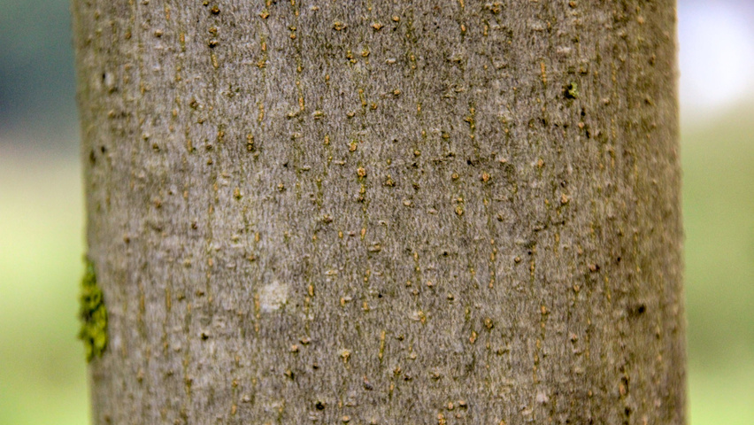 Fraxinus americana 'Skyline' bast