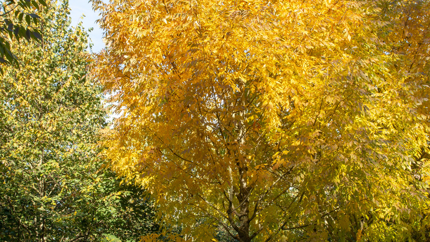Fraxinus americana 'Skyline' hoogstam