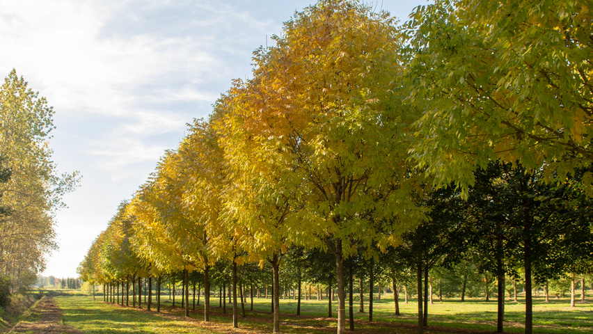 Fraxinus americana 'Skyline' hoogstam