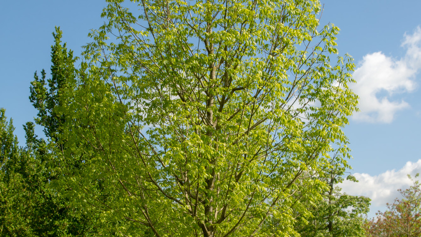 Fraxinus americana 'Skyline' hoogstam