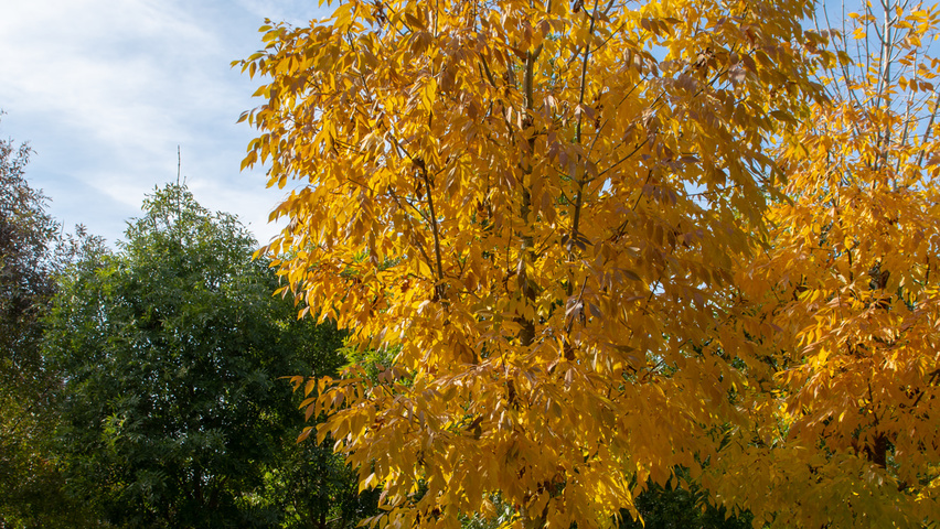 Fraxinus americana 'Skyline' hoogstam