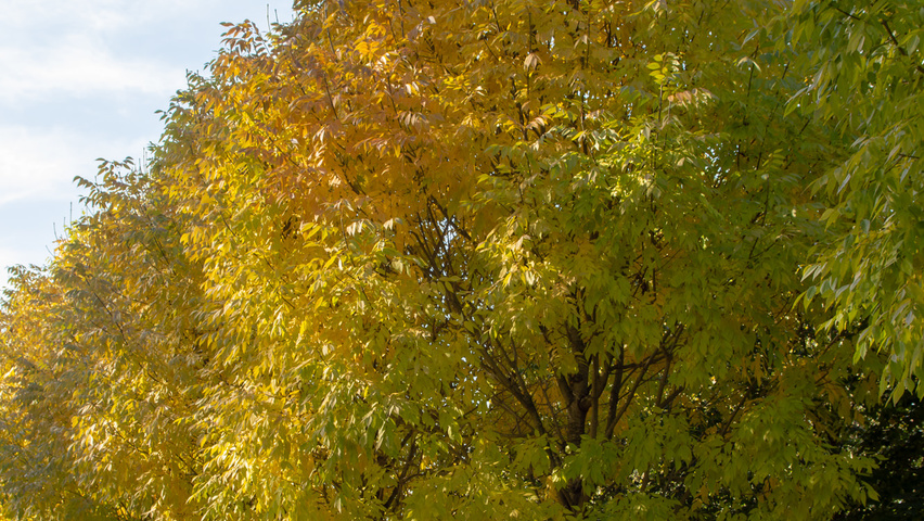 Fraxinus americana 'Skyline' hoogstam