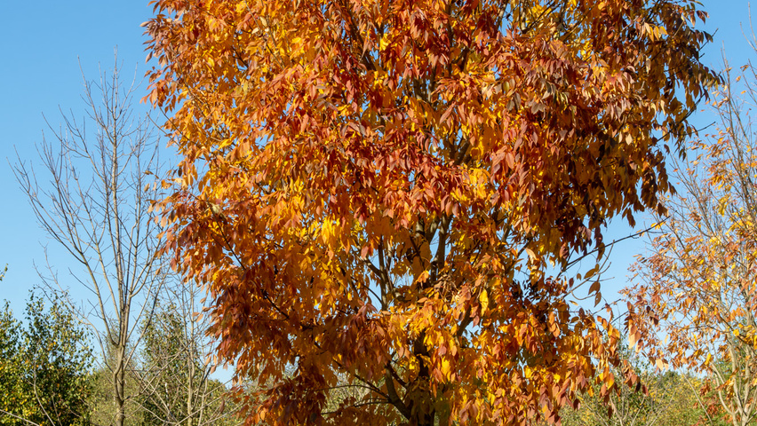 Fraxinus americana 'Skyline' hoogstam