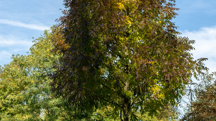 Fraxinus americana 'Skyline' hoogstam