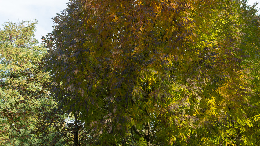 Fraxinus americana 'Skyline' hoogstam