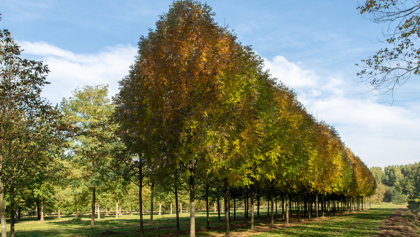 Fraxinus americana 'Skyline' hoogstam