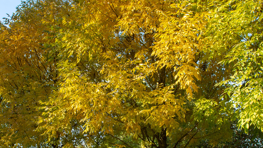 Fraxinus americana 'Skyline' hoogstam