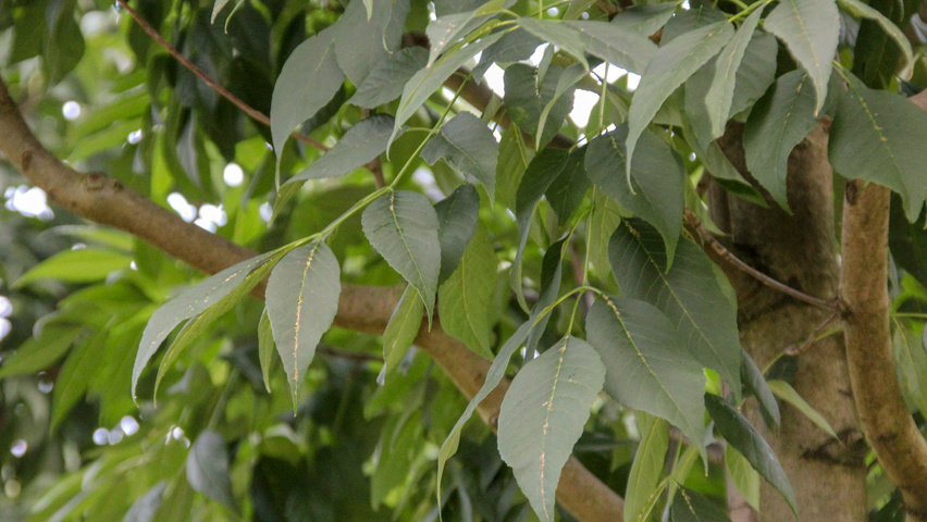 Fraxinus americana 'Skyline' blad