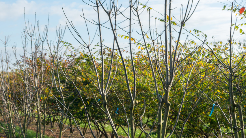 Fraxinus americana 'Skyline' meerstammig