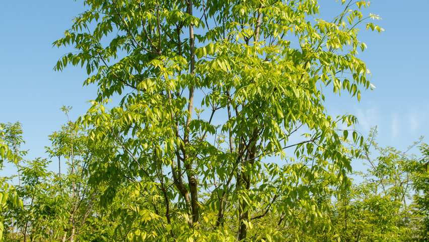 Fraxinus americana 'Skyline' meerstammig