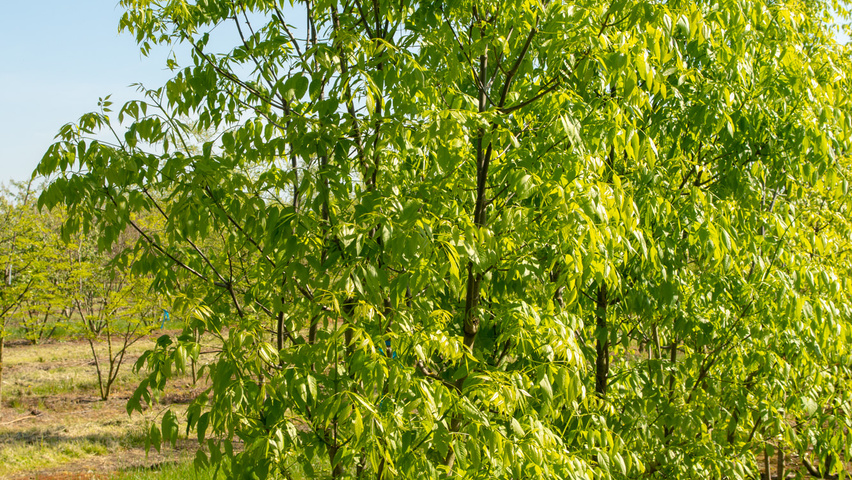 Fraxinus americana 'Skyline' meerstammig