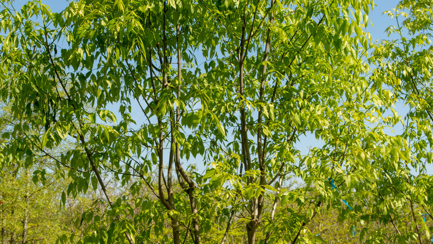 Fraxinus americana 'Skyline' meerstammig