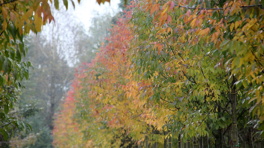 Fraxinus americana var. microcarpa feuilles automnale