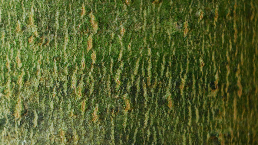 Fraxinus americana var. microcarpa tronc