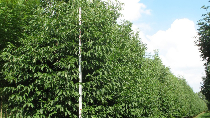 Fraxinus americana var. microcarpa branchus de la base