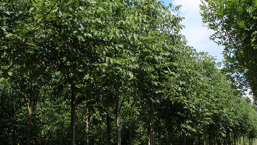 Fraxinus americana var. microcarpa haute tige