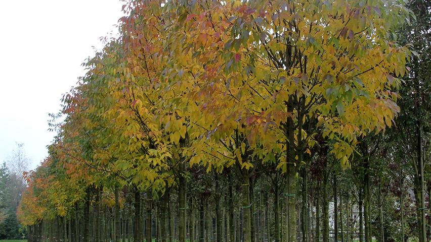 Fraxinus americana var. microcarpa haute tige