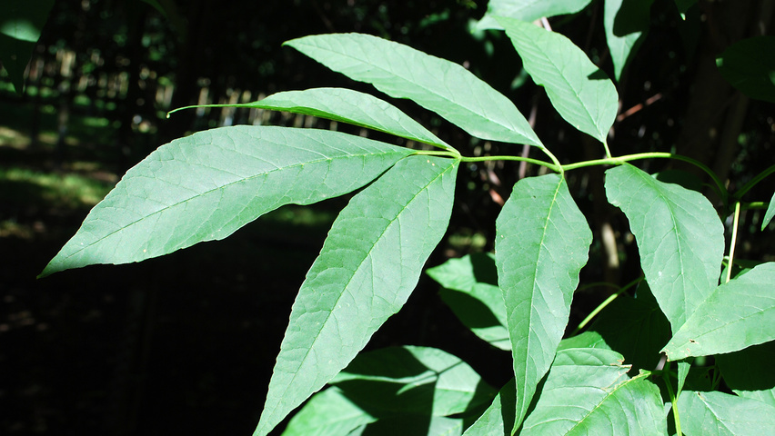 Fraxinus americana var. microcarpa Feuilles