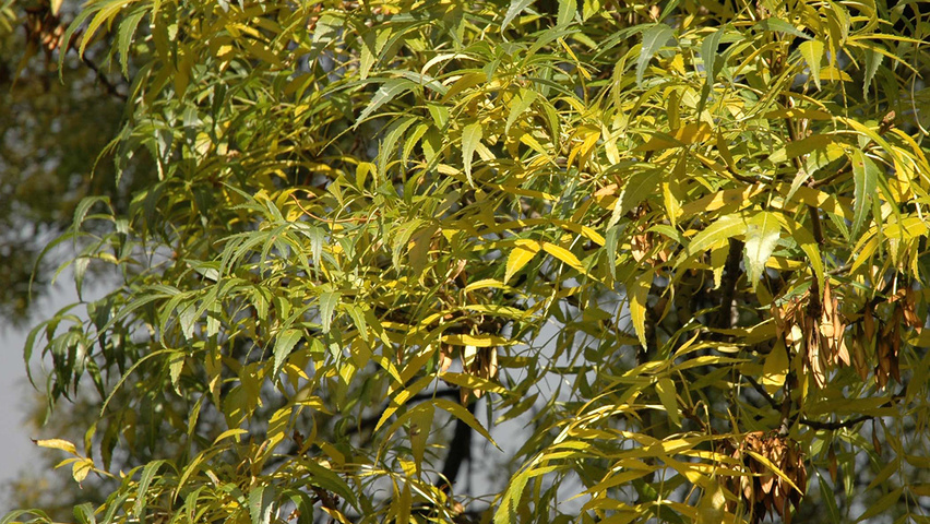 Fraxinus angustifolia feuilles automnale