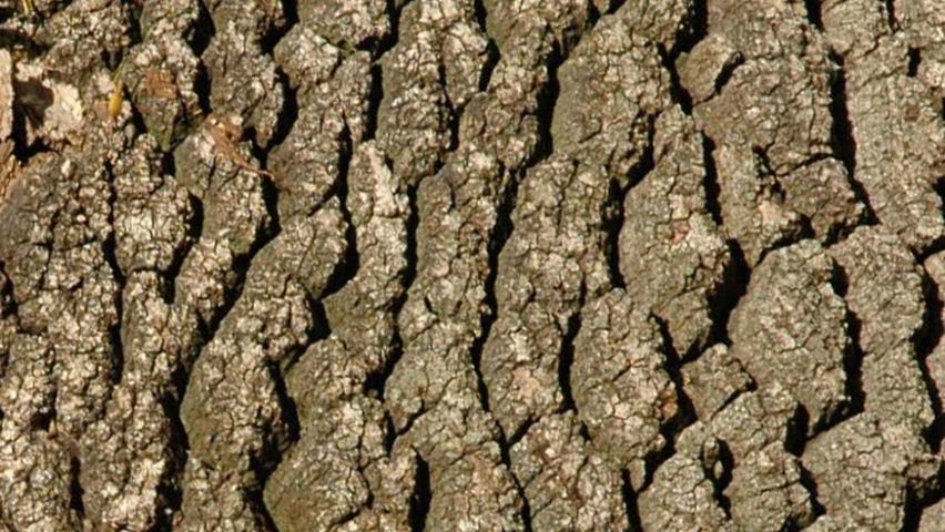 Fraxinus angustifolia tronc