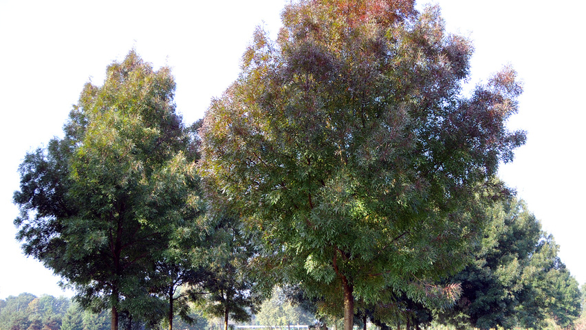 Fraxinus angustifolia haute tige
