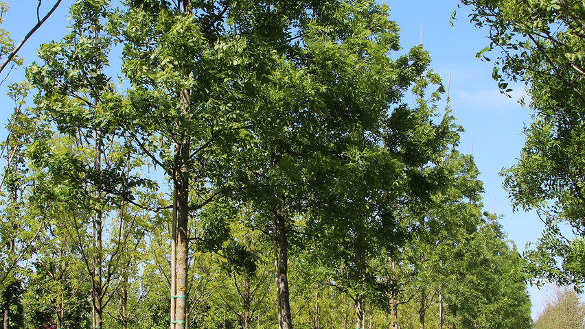 Fraxinus angustifolia haute tige