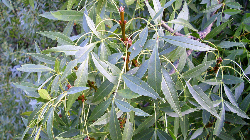 Fraxinus angustifolia Feuilles