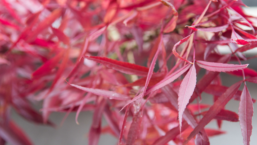 Fraxinus angustifolia 'Raywood' herfstblad