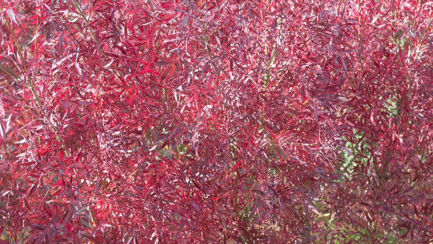 Fraxinus angustifolia 'Raywood' herfstblad