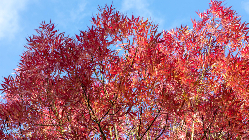 Fraxinus angustifolia 'Raywood' herfstblad
