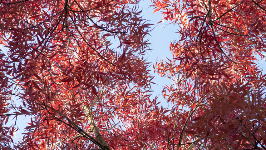 Fraxinus angustifolia 'Raywood' herfstblad