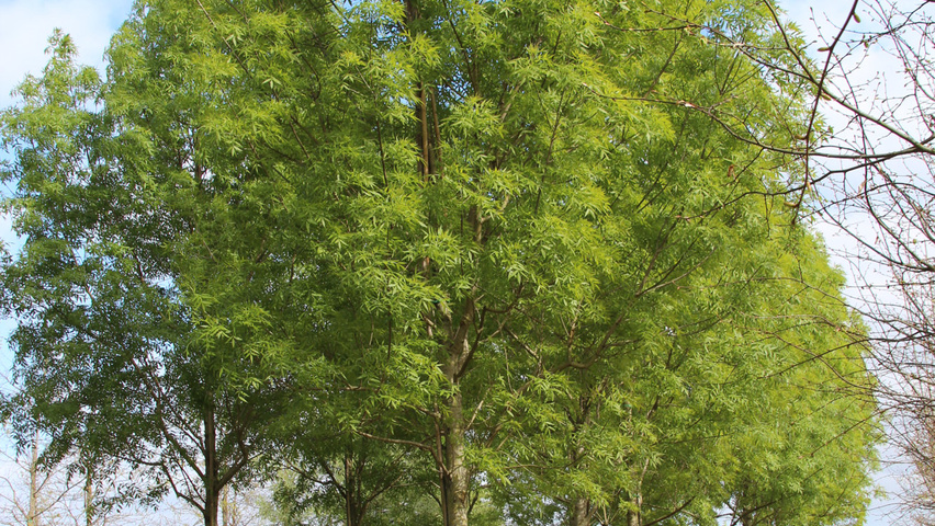 Fraxinus angustifolia 'Raywood' hoogstam