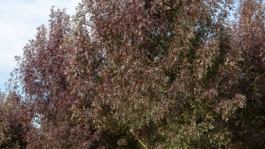 Fraxinus angustifolia 'Raywood' hoogstam