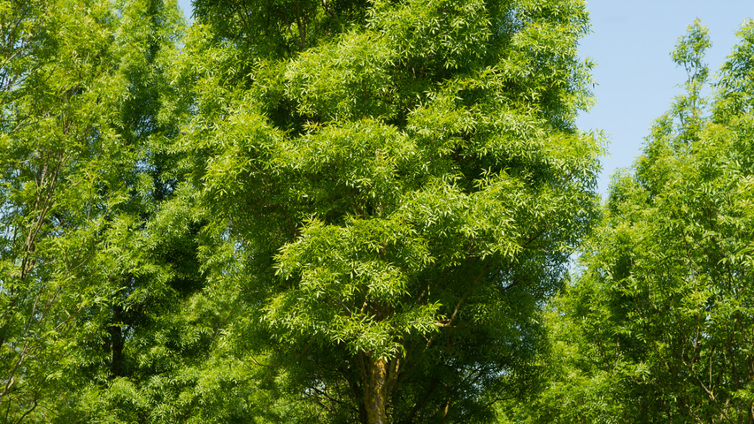 Fraxinus angustifolia 'Raywood' hoogstam