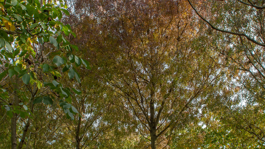 Fraxinus angustifolia 'Raywood' hoogstam