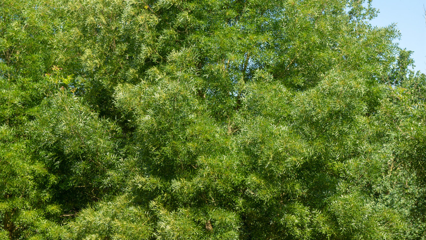 Fraxinus angustifolia 'Raywood' meerstammig