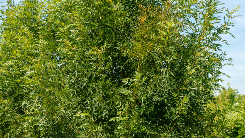 Fraxinus angustifolia 'Raywood' meerstammig