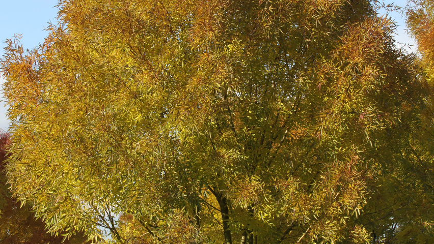 Fraxinus angustifolia 'Raywood' meerstammig
