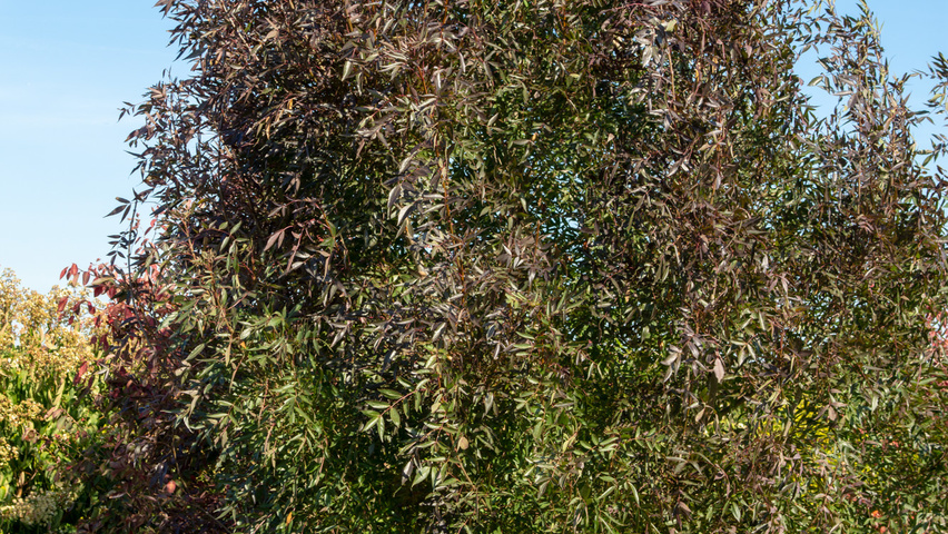 Fraxinus angustifolia 'Raywood' meerstammig