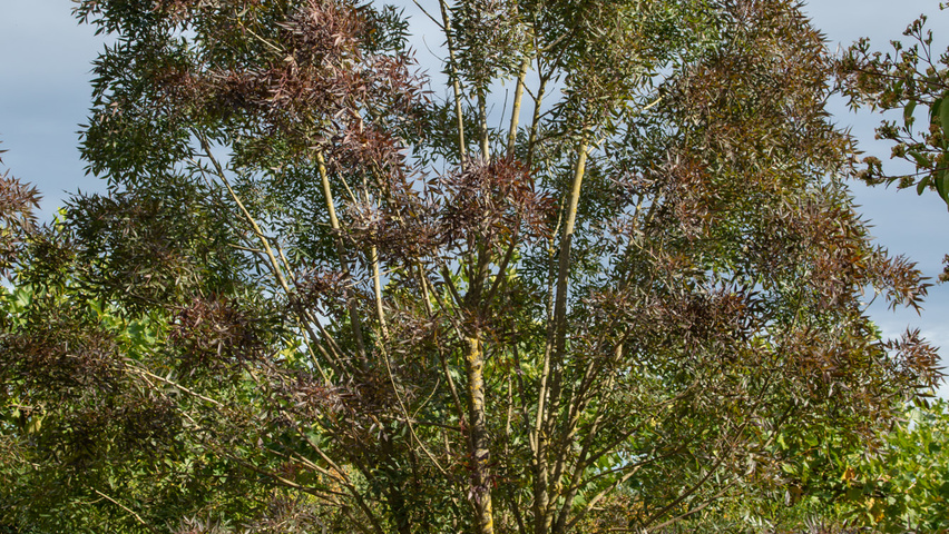 Fraxinus angustifolia 'Raywood' meerstammig