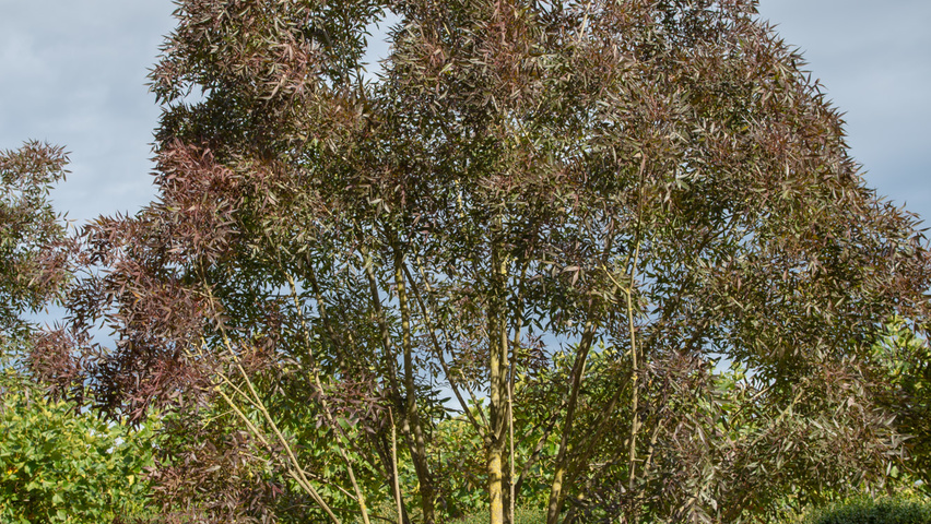 Fraxinus angustifolia 'Raywood' meerstammig