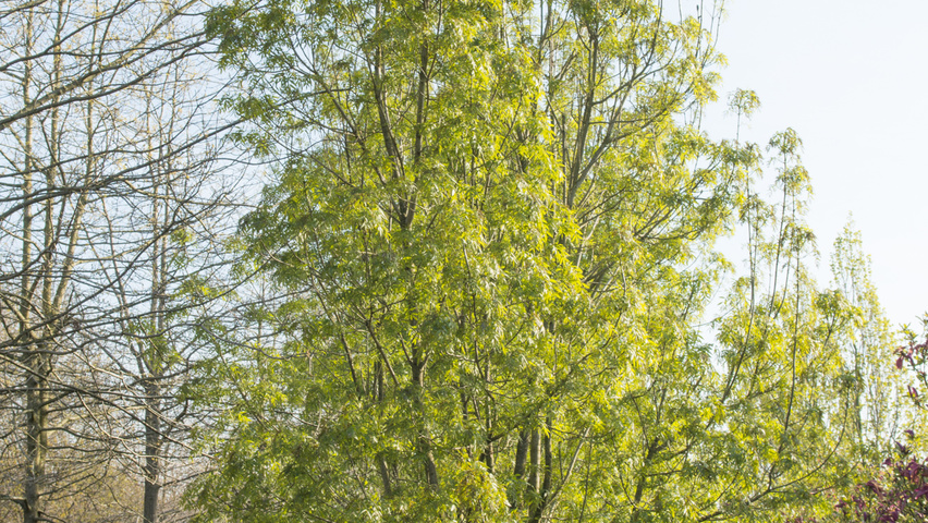 Fraxinus angustifolia 'Raywood' meerstammig