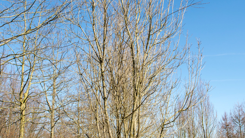 Fraxinus angustifolia 'Raywood' meerstammig