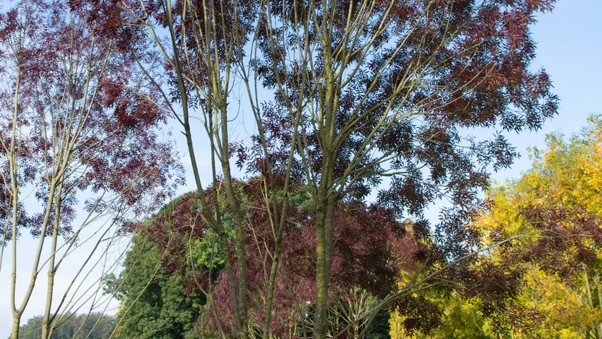 Fraxinus angustifolia 'Raywood' meerstammig