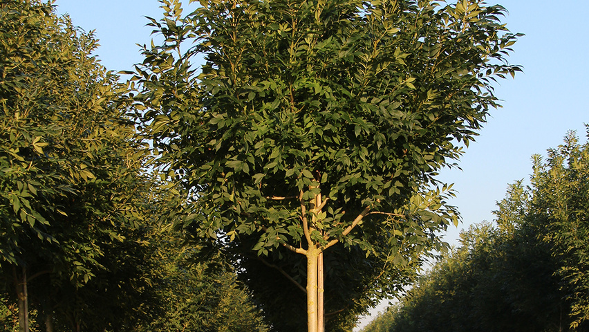 Fraxinus excelsior 'Altena' standard tree