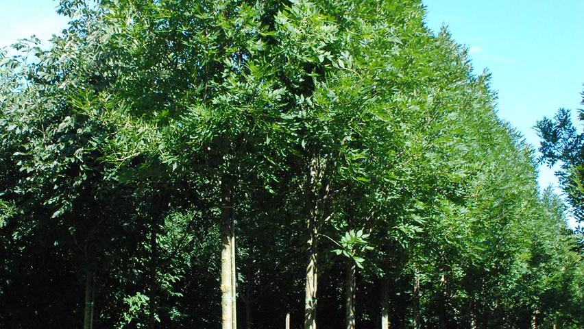 Fraxinus excelsior 'Altena' standard tree