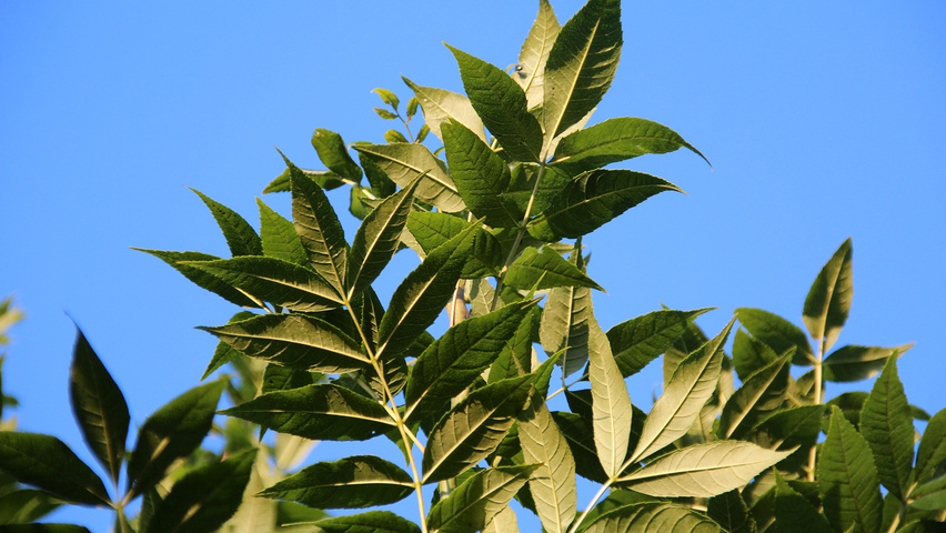 Fraxinus excelsior 'Altena' leaves