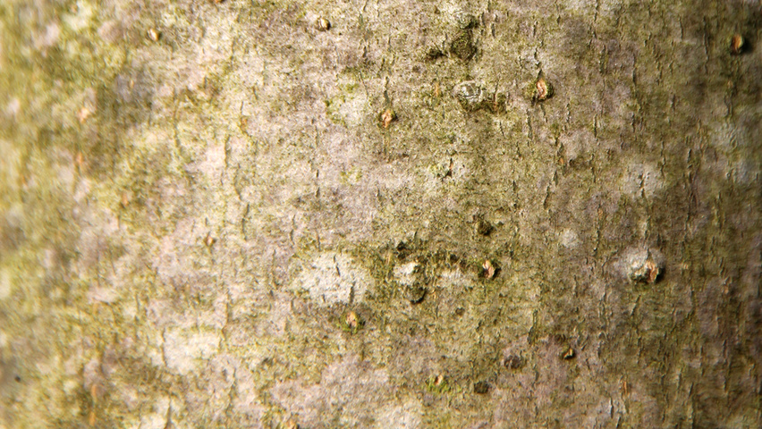 Fraxinus excelsior 'Atlas' Rinden